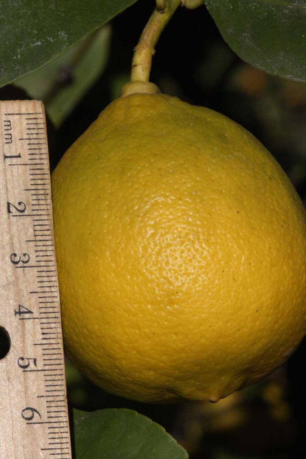              Fruit (Riverside, CA)       